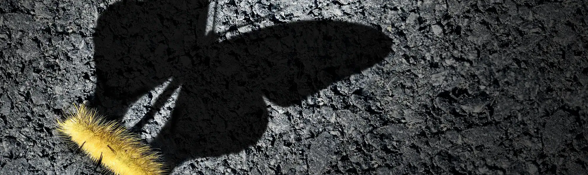 A caterpillar with the shadow of a butterfly